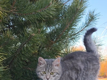 Віддам кошеня у добрі руки.