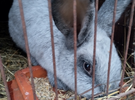 Кролиця європейське срібло