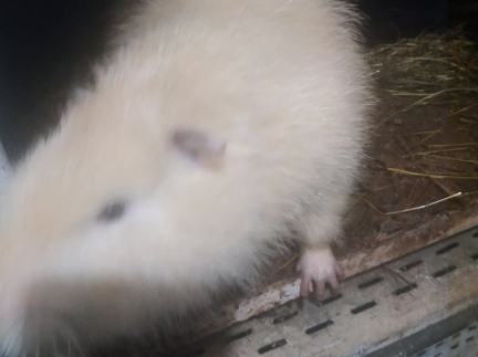 Самців нутрій