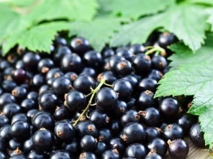 СМОРОДИНА ЧОРНА