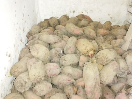 Буряк кормовий, картопля дрібна ,пшениця, овес.