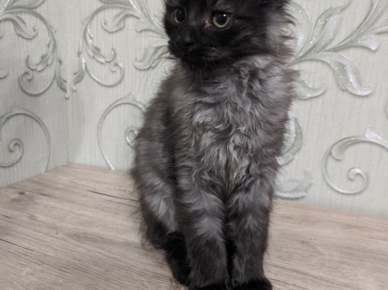 Кошенята шукають дім