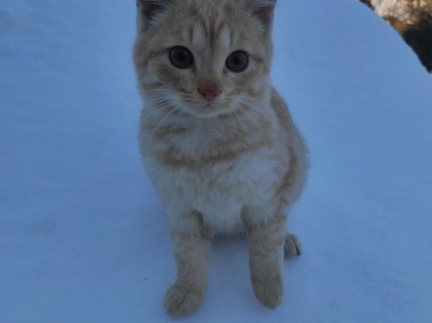 Віддам у добрі руки