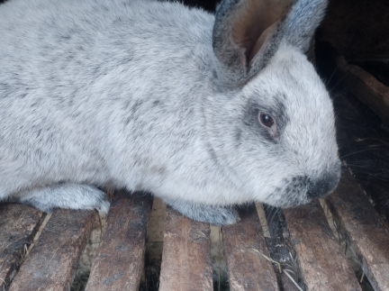 Кролик самець робочий