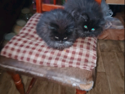 Маленькі кошенята