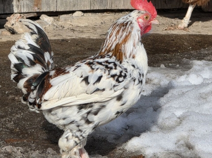 Півні бентамки