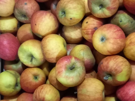 Яблука домашні