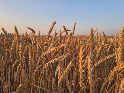 Пшениця на продаж