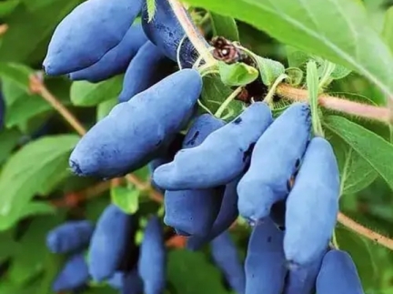 Жимолость їстівна