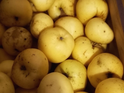 Яблука домашні