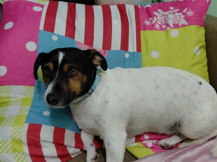 Джек Рассел Тер'єр