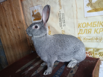 Кролі радянська шиншила