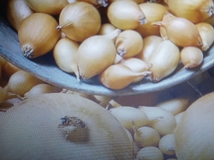 Сіянка цибулі сорту пловдив.