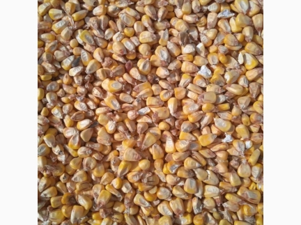 Кукурудзу  8.50, камирнї сушкі