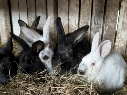 Молоді кролі (самки)