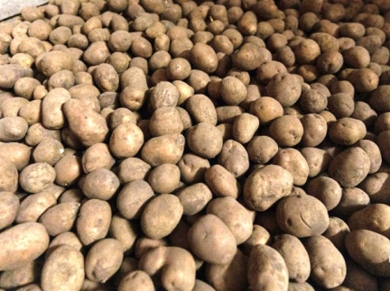 Домашня картопля велика і дрібна
