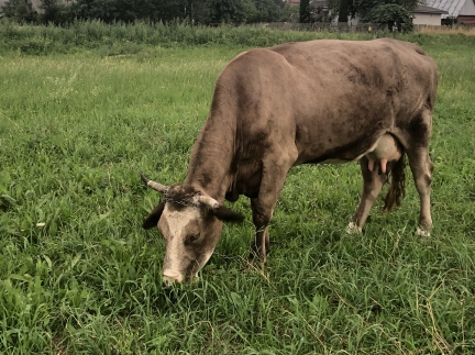 Корова, спокійна