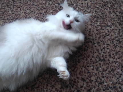 Кішка триколірна пухнаста.