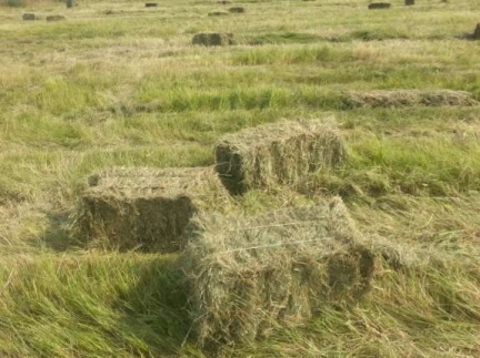 Сіно в тюках