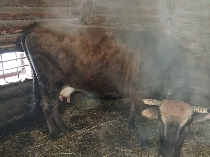 Добра корова продається