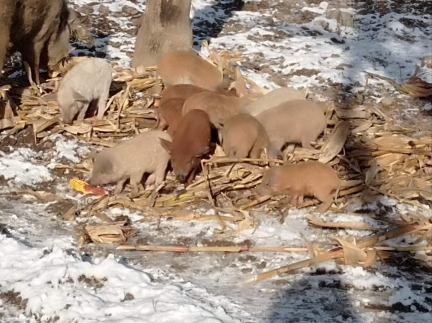 Поросят мангалці