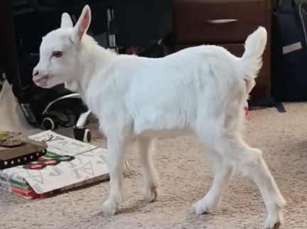 Козичка (зааненка)