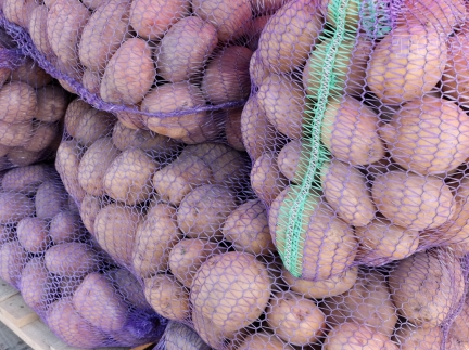 Домашня велика картопля