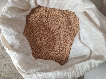 Пшениця 2025року