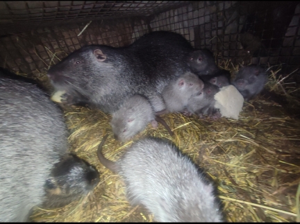 Молодняк нутрії