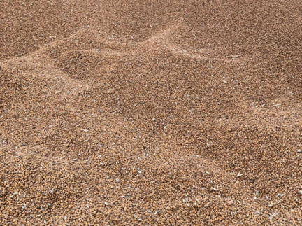 Пшениця овес ячмінь