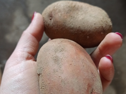 Картоплю 10 грн.