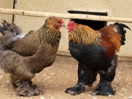 Продам півнів породи 