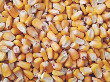 Кукурудза, мішок 50 кг, суха