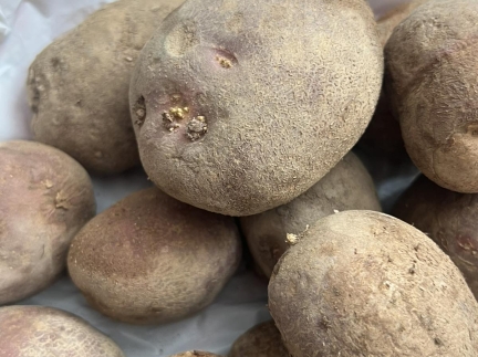 Велика картопля домашня, свіжа!!!