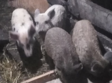 Поросята Мангал