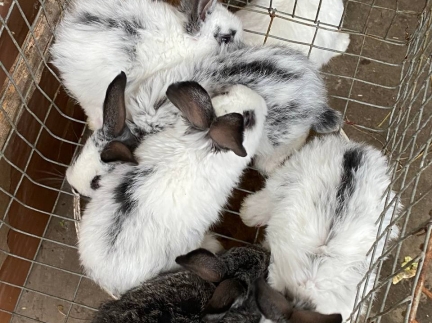 Кріличку і кроленят