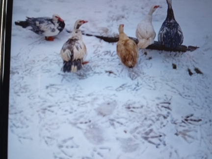 Качки шипуни є4 качки і 2 качури