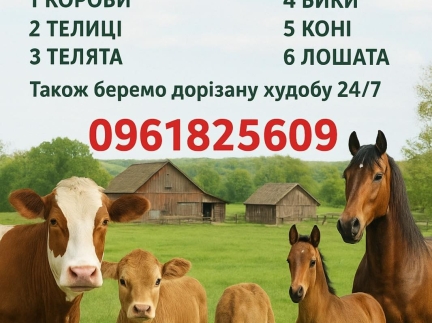 Купляємо на ферму та забій