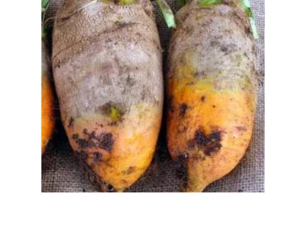 Кормовий буряк