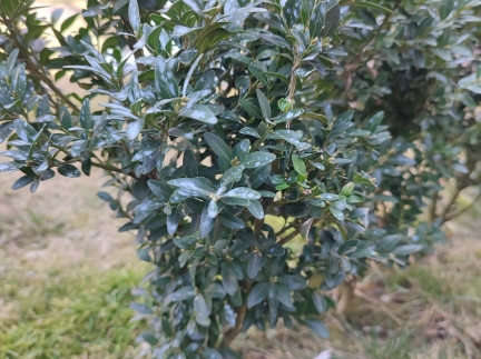 Вічнозелений самшит