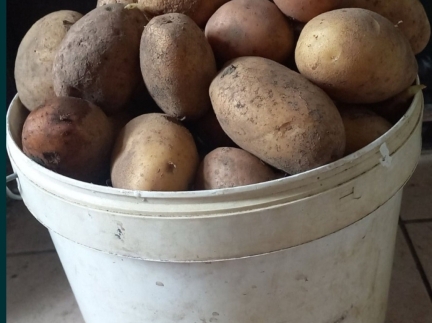 Картопля домашня велика