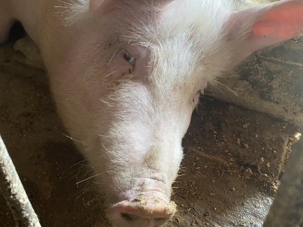 Свиня домашнього годування.