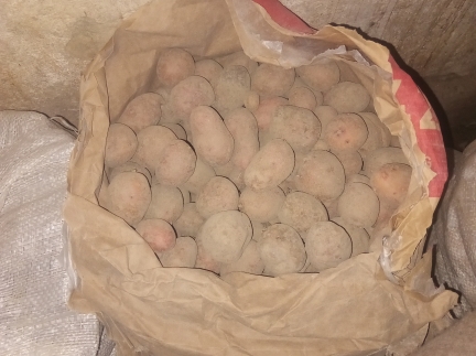 Картопля, червона.