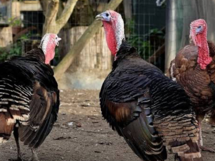 Пара домашніх індиків індик + індичка, індичка вже