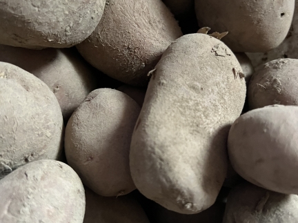 Велика картопля домашня, свіжа!!!