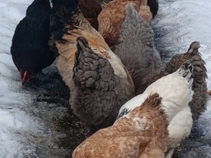 Курей схрещені породи