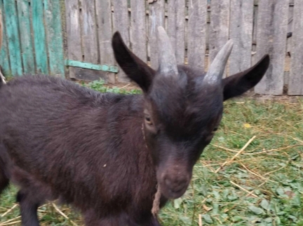 Козенятко молоде