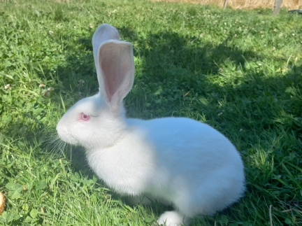 Кролики строкаті