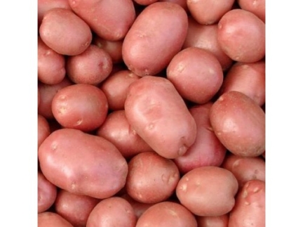 Картопля домашня.