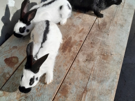 Продаш кріликів